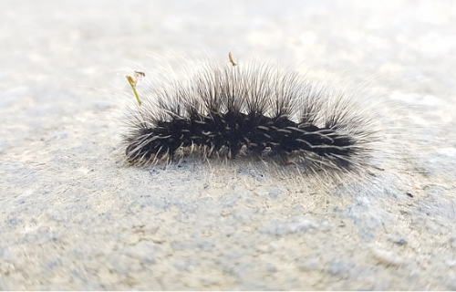 毛虫が発生しやすい時期や場所の特徴は 毛虫の種類や特徴と駆除方法について