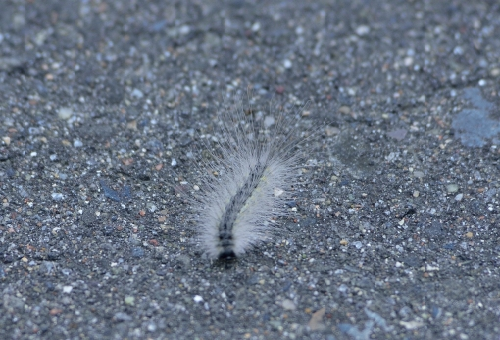 毛虫とゲジゲジとムカデの違いとは 毛虫の種類や特徴と駆除方法について