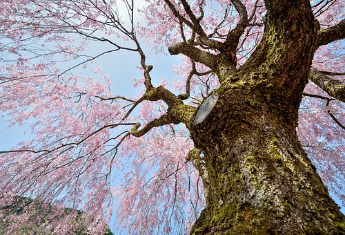 桜の木の毛虫の駆除対策 方法とは 毛虫の種類や特徴と駆除方法について