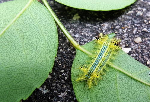 緑色の種類の毛虫イラガってどんなの 刺されたら痛い 毛虫の種類や特徴と駆除方法について