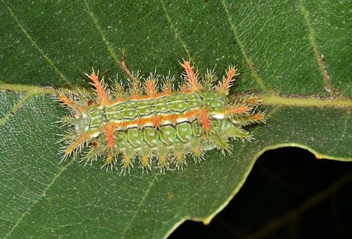 松の木に発生する毛虫の種類や時期はいつ 毛虫の種類や特徴と駆除方法について