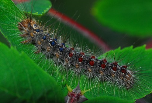 マイマイガの幼虫ケムシの駆除方法とは 毛虫の種類や特徴と駆除方法について