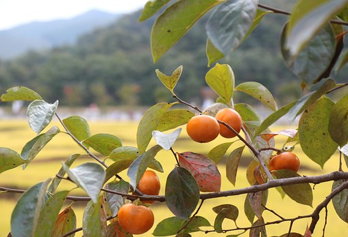 柿の木に発生したイラガの駆除方法とは 毛虫の種類や特徴と駆除方法について