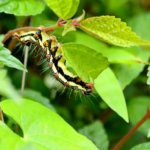 蝶と蛾の幼虫の毛虫の見分け方とは！？
