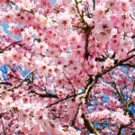 桜の木の毛虫対策！消毒方法や消毒の時期とは？