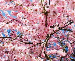 桜の木 毛虫 消毒時期