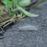 毛虫の種類 茶色の道路を横切る毛虫の名前って一体何 毛虫の種類や特徴と駆除方法について