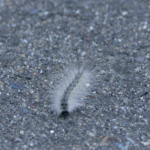 毛虫の種類 茶色の道路を横切る毛虫の名前って一体何 毛虫の種類や特徴と駆除方法について