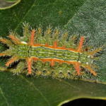柿の木に毛虫が発生する時期は 予防法とは 毛虫の種類や特徴と駆除方法について