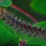 毛虫の駆除 木酢液の使い方や効果とは 毛虫の種類や特徴と駆除方法について