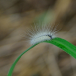 毛虫の種類 茶色の道路を横切る毛虫の名前って一体何 毛虫の種類や特徴と駆除方法について