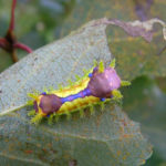 柿の木に毛虫が発生する時期は 予防法とは 毛虫の種類や特徴と駆除方法について